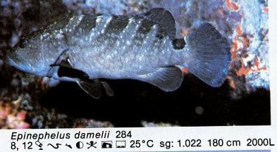 Epinephelus damelii